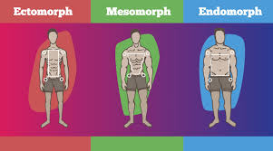 Mesomorph Body