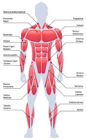 Muscle Groups
